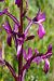 Anacamptis laxiflora  - Jany Husson