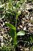 Cephalanthera damasonium  - Jany Husson