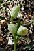Cephalanthera damasonium  - Jany Husson