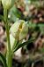 Cephalanthera damasonium  - Jany Husson