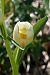 Cephalanthera damasonium  - Jany Husson