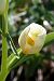 Cephalanthera damasonium (Céphalanthère pâle) © Jany Husson