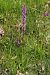 Dactylorhiza elata  - Jany Husson