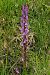Dactylorhiza elata  - Jany Husson