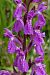 Dactylorhiza elata  - Jany Husson