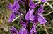 Dactylorhiza elata  - Jany Husson