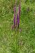 Dactylorhiza elata  - Jany Husson