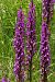 Dactylorhiza elata  - Jany Husson