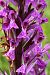 Dactylorhiza elata  - Jany Husson