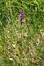 Dactylorhiza elata  - Jany Husson