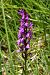 Dactylorhiza elata  - Jany Husson