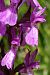 Dactylorhiza elata  - Jany Husson