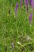 Dactylorhiza elata  - Jany Husson