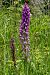 Dactylorhiza elata  - Jany Husson