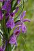 Dactylorhiza elata  - Jany Husson