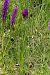 Dactylorhiza elata  - Jany Husson