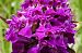 Dactylorhiza elata  - Jany Husson