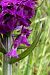 Dactylorhiza elata  - Jany Husson