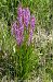 Dactylorhiza elata  - Jany Husson