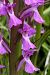 Dactylorhiza elata  - Jany Husson