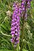 Dactylorhiza elata  - Jany Husson