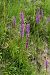Dactylorhiza elata  - Jany Husson