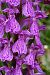 Dactylorhiza elata  - Jany Husson