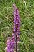 Dactylorhiza elata  - Jany Husson