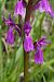 Dactylorhiza elata  - Jany Husson