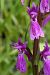 Dactylorhiza elata  - Jany Husson