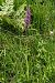 Dactylorhiza elata  - Jany Husson