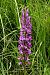 Dactylorhiza elata  - Jany Husson