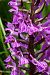 Dactylorhiza elata  - Jany Husson
