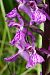 Dactylorhiza elata  - Jany Husson