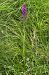 Dactylorhiza elata  - Jany Husson