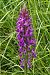 Dactylorhiza elata  - Jany Husson