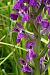 Dactylorhiza elata  - Jany Husson