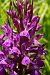 Dactylorhiza elata (Orchis élevé) © Jany Husson
