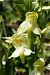 Platanthera chlorantha  - Jany Husson