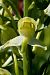 Platanthera chlorantha  - Jany Husson