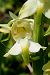 Platanthera chlorantha (Platanthère verdâtre) © Jany Husson