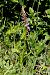 Gymnadenia conopsea subsp. pyrenaica  - Jany Husson