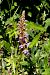 Gymnadenia conopsea subsp. pyrenaica  - Jany Husson