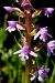 Gymnadenia conopsea subsp. pyrenaica  - Jany Husson
