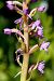 Gymnadenia conopsea subsp. pyrenaica  - Jany Husson