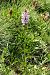 Dactylorhiza fuchsii subsp. psychrophila  - Jany Husson