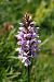 Dactylorhiza fuchsii subsp. psychrophila  - Jany Husson
