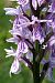 Dactylorhiza fuchsii subsp. psychrophila  - Jany Husson