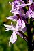 Dactylorhiza fuchsii subsp. psychrophila  - Jany Husson