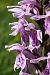Dactylorhiza fuchsii subsp. psychrophila (Orchis du froid) © Jany Husson